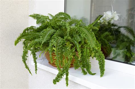 Samambaias Dicas De Decora O E Como Cuidar Dessa Planta