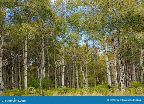 White birch forest stock photo. Image of clearing, woods - 4029752