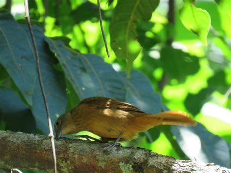 Ruby crowned Tanager from São Lourenço MG 37470 000 on November 5