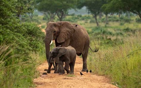 The Big Five Animals - Africa Travel Hub