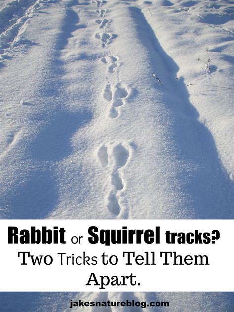 Rabbit vs. Squirrel Tracks In The Snow? How To Distinguish Them - Jake's Nature Blog