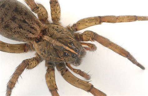 Wolf Spider Tigrosa Helluo Bugguidenet