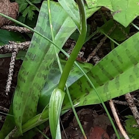 Photo Early Purple Orchid Orchis Mascula Observation Org