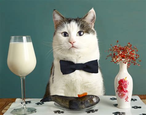 Should Cats Actually Drink Milk Scienceabc