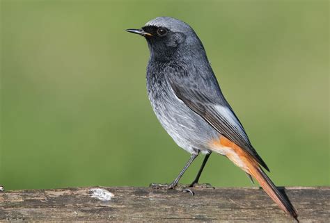 Codirosso Spazzacamino Phoenicurus Ochruros Juzaphoto