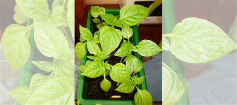 Рассада перца купить в Твери | Товары для дома и дачи | Авито