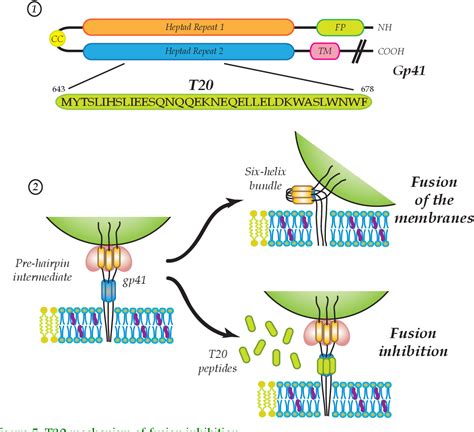 Figure 1 From Lipid Raft Based Strategies To Interfere With Hiv 1