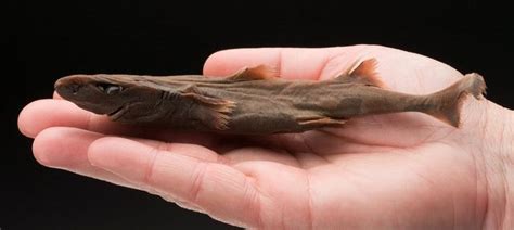 Dwarf lanternshark - Wikipedia | Shark tooth fossil, Small shark ...