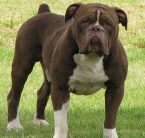 Victorian bulldog appearance, characteristics and pictures