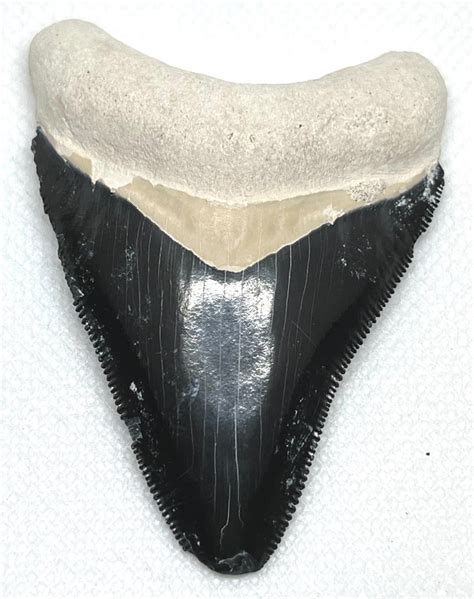 M Galodon Dent Fossile Carcharocles Megalodon Catawiki