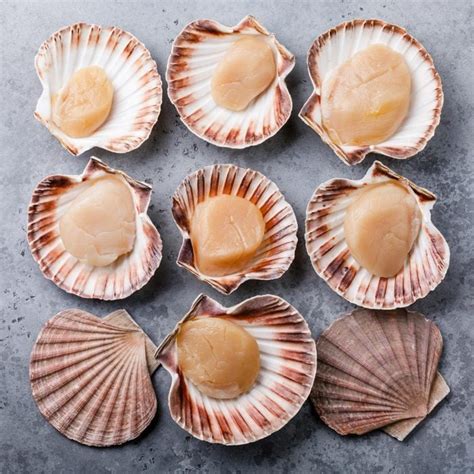 Live Sea Scallops