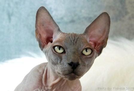 Sphynx Cats - Breed Profile and Facts