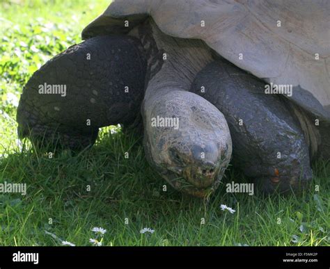 Tortue G Ante Des Galapagos Chelonoidis Nigra Libre De La T Te Photo