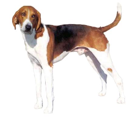 American Foxhound Information, Facts, Pictures, Training and Grooming