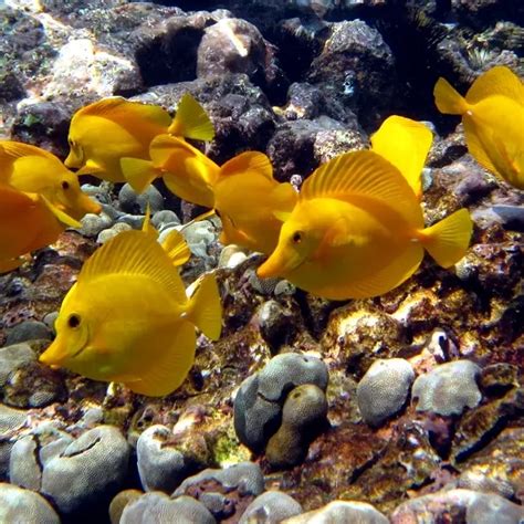 Yellow Tang Facts Diet Habitat And Pictures On Animaliabio