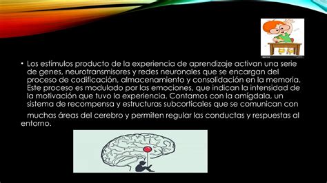 La Motivaci N Basado Desde La Neurociencia Pptx Descarga Gratuita