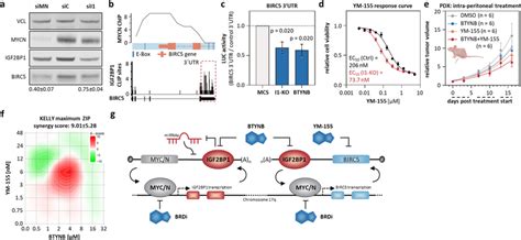 Mycnigf2bp1 Feedforward Regulation Promotes Expression Of Druggable