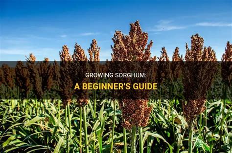 Growing Sorghum A Beginner S Guide ShunCy