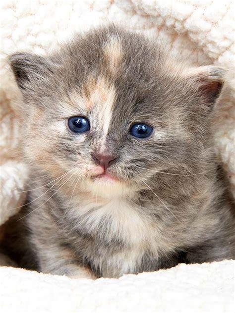 Super Cute Dilute Tortie Kitten The Pale Shade Of Tortoiseshell Cat