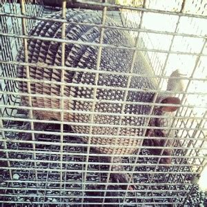 Orlando Armadillo Removal Orlando Fl Armadillo Removal - FL Wildlife ...