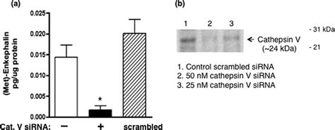 Gene Silencing Of Cathepsin V Reduces Met Enkephalin In Human