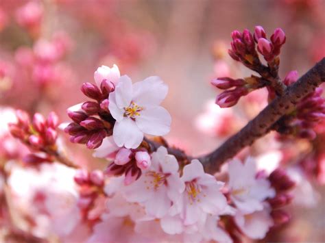 Cherry Blossom Buds Beauty Spring Desktop Wallpaper Preview