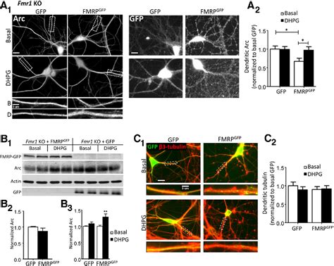 Figure 2 From Evidence For A Fragile X Mental Retardation Protein