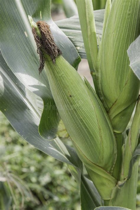 Closeup Corn On The Stalk In The Corn Field Stock Image Image Of