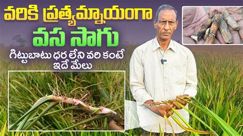 వర వదద వస సగ మదద vasa cultivation in Telugu Raithannaki thoduga