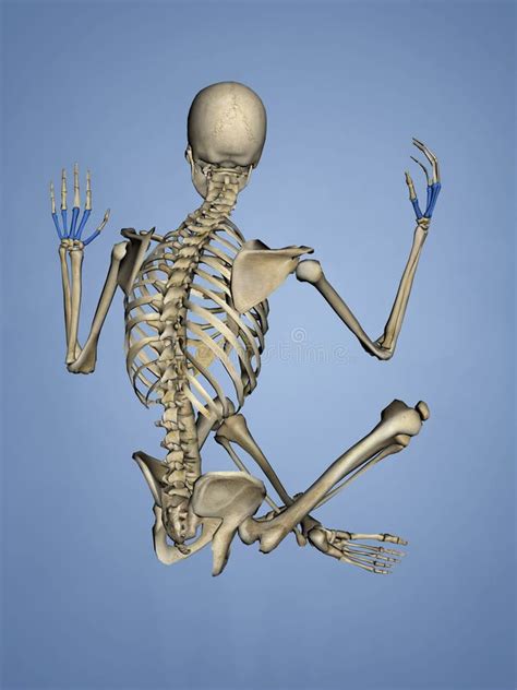 Metacarpus, Human Skeleton, 3D Model Stock Illustration - Illustration ...