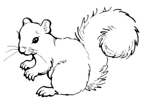 Printable Squirrel Pattern