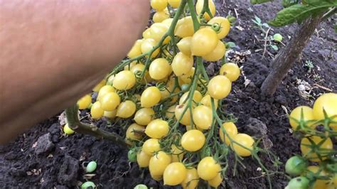 Томат СУМАСШЕДШИЕ ЧЕРРИ БАРРИ. Bаrry's Crazy Cherry tomato - YouTube