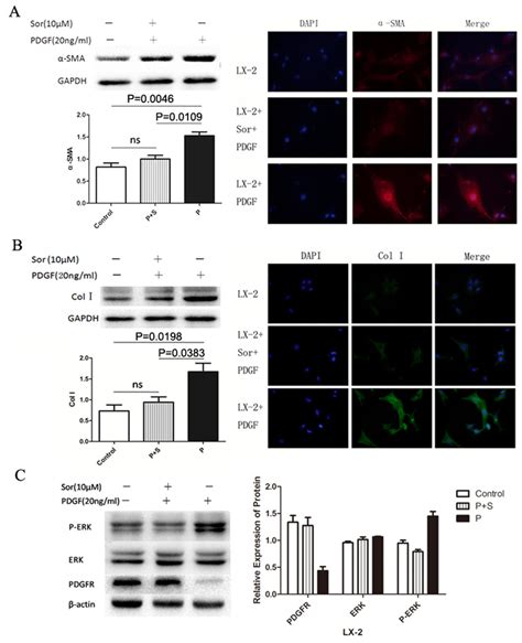 Activation Of The Lx Cell Line Using Pdgf With Or Without Sorafenib