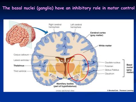 Ppt Basal Ganglia Powerpoint Presentation Free Download Id688374