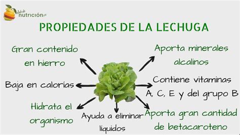 Propiedades De La Lechuga