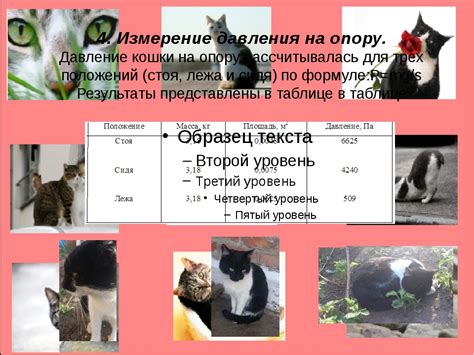 Норма давления у кошек: Измерение давления кошке или тонометрия (прибор ...