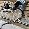 Rat Reaper Humane Rat Traps That Kill Instantly Rat Traps For