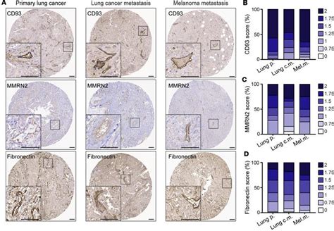 Jci Insight Cd Maintains Endothelial Barrier Function And Limits