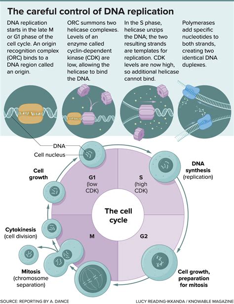 The Cell Cycle Lucy Reading