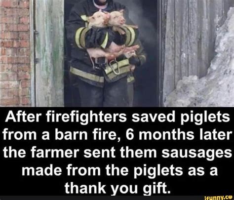 After Firefighters Saved Piglets From A Barn Fire 6 Months Later The