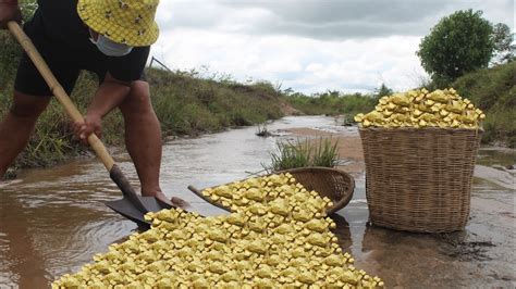 Lucky Poor Man Dig Sand Meet Million Golds Flower Running Water River