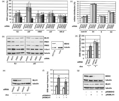 Figure From Human Mutl Complexes Monitor Homologous Recombination