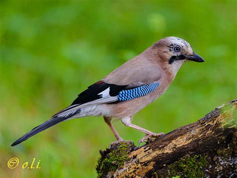 Arrendajo euroasiático Garrulus glandarius