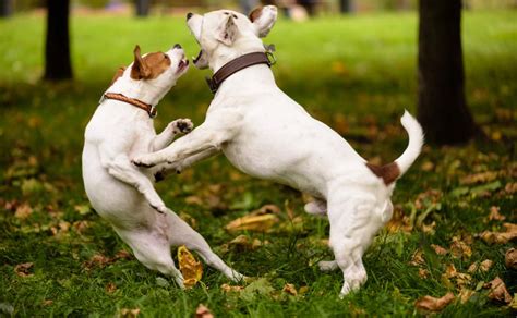 ¿Cómo detener una pelea de perros de manera segura?