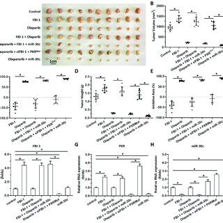 Fbi Enhanced The Resistance Of Tnbc Cells To Olaparib Via The