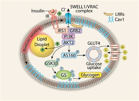 Adipocyte Swell Is A Positive Regulator Of Insulin Signalling And