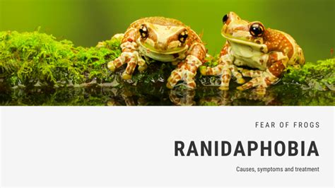 Fear of Frogs Phobia - Ranidaphobia | FEAROF