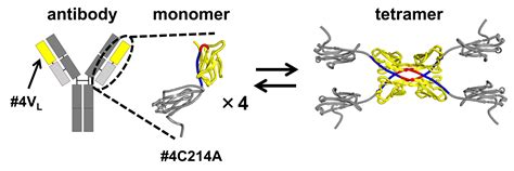 Novel Insights Into Antibody Aggregation Expected To Open Up New Avenues For Research And