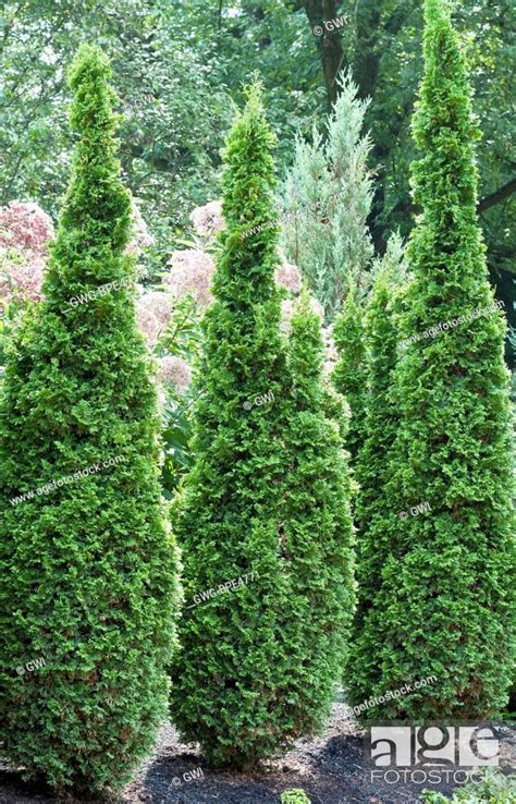 THUJA OCCIDENTALIS 'DEGROOT'S SPIRE', Stock Photo, Picture And Rights ...
