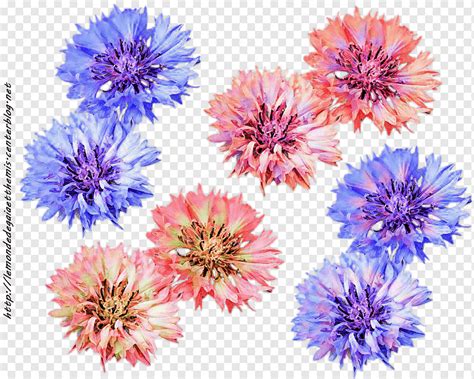 Aster Dahlia Chrysanthemum Cut Flowers Petal Chrysanthemum Purple